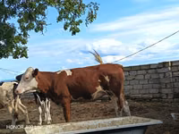 Sigir, Simmental cattle — 5-rasm