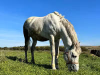 Cavalo, Cavalos — foto 2