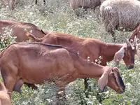 Cabra, Nubian Goat — foto 3