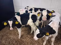 Buğa, Russian Black pied cattle — foto 4