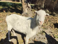 母山羊, Goats — 照片 4