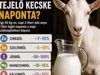 Țap, Alpine goat — foto 1