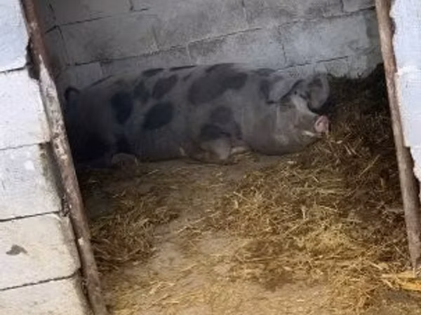 Scroafă, Porci