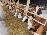 Vacă, Rasa Holstein — foto 2