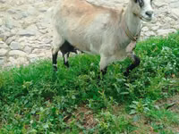 عنزة, الماعز — الصورة 3