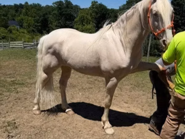 Cal, Kentucky mountain daddle horse