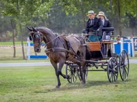 At, Nonius horse — foto 7