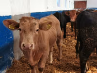 牛只（批次，未指定性别）, Simmental cattle — 照片 4