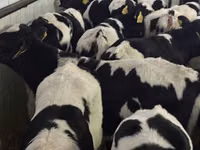 Rinder (Partie, Geschlecht nicht angegeben), Simmental cattle — Foto 3
