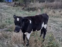 Vaca, Ganado vacuno — foto 3