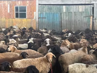 Ram, Sheep — photo 4