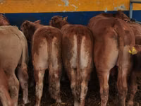 Bovinos (lote, sexo no especificado), Vaca Limousin — foto 1