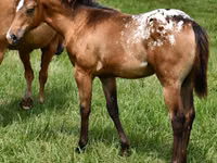 Mare, Appaloosa — photo 1