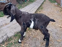 تيس, Kamori goats — الصورة 5