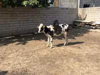 Rinder (Partie, Geschlecht nicht angegeben), Russian Black pied cattle — Foto 2