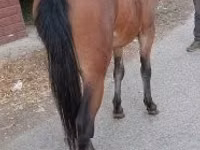 Madyan, Atlar — foto 1