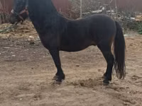 公马, Horses — 照片 3