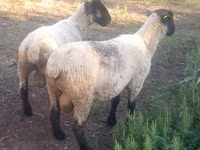 Berbec, White Suffolk sheep — foto 3