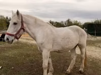 Yegua, Caballos — foto 3