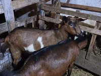 Ziege, Nubian Goat — Foto 4