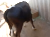 Buqa, Russian Black pied cattle — 2-rasm
