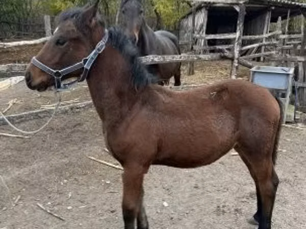 Caballo, Nonius horse