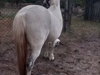 Toychoq, Falabella — 3-rasm