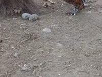 Chickens — 7-rasm