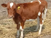 Kuh, Swiss cattle — Foto 2