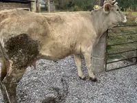 Cow, Simmental cattle — photo 1