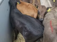 Cattle (batch, sex not specified), Cattle — photo 2