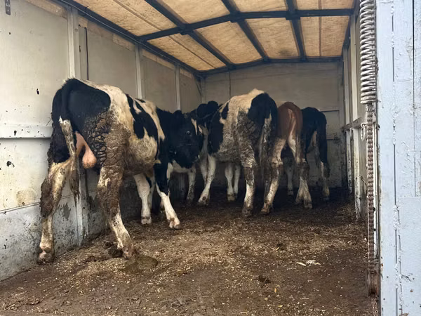 Kuh, Russian Black pied cattle