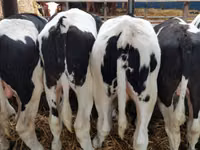 Taureau, Simmental cattle — photo 3