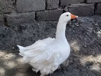 Geese — Foto 2