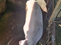 Scroafă, Porci — foto 1