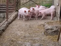 Schweine (Partie, Geschlecht nicht angegeben), Schweine — Foto 6