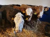 Bull, Hereford — photo 1