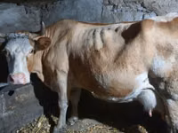Kuh, Simmental cattle — Foto 2