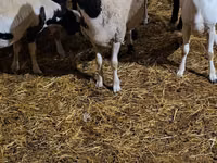 Berbec, Dorper sheep — foto 3