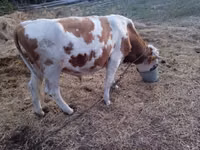 Bull, Charolais cattle — photo 4