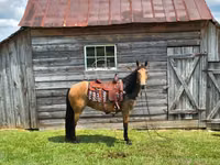 Iapă, Missouri foxtrotter — foto 5