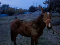 At, Tiger horse — foto 1