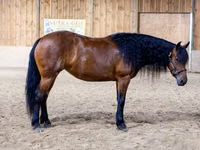 Stute, Friesian — Foto 3