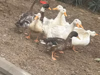 Ducks — الصورة 2