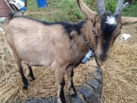 Cabra, Alpine goat — foto 5