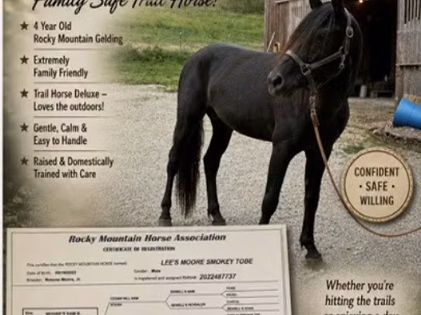 Aygʻir, Black Sea breed
