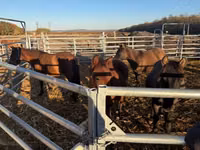 Cheval, Hucul pony — photo 7