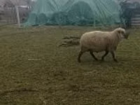 Qoç, Shroshire sheep — foto 3