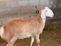 Bélier, Rhon sheep — photo 4