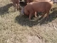 Boar — photo 4